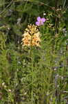 Yellow fringed orchid